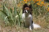 EPAGNEUL PAPILLON 098